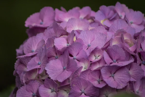 Rosa hortensia i sommar — Stockfoto