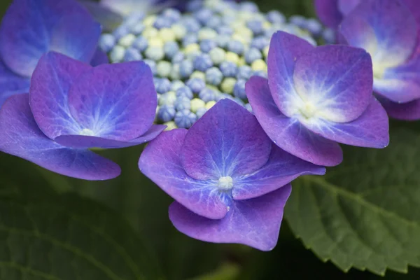 Hortensia violette et blanche en été — Photo