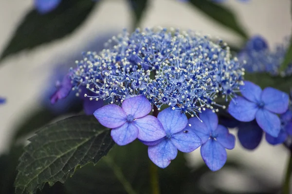 Blauwe lacecap hortensia bloem — Stockfoto