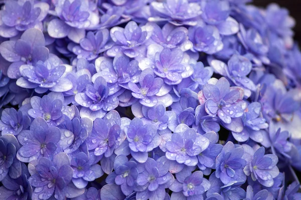 Flor de hortênsia púrpura azulada — Fotografia de Stock