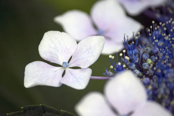 Fleur d'hortensia dentelle blanche et bleue — Photo