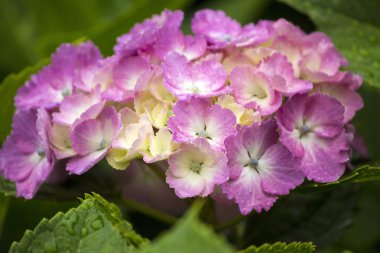 Pembe ve beyaz ortanca çiçek