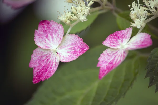 Röda och vita lacecap hydrangea blomman — Stockfoto