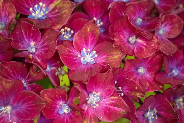 Rode hortensia bloem — Stockfoto