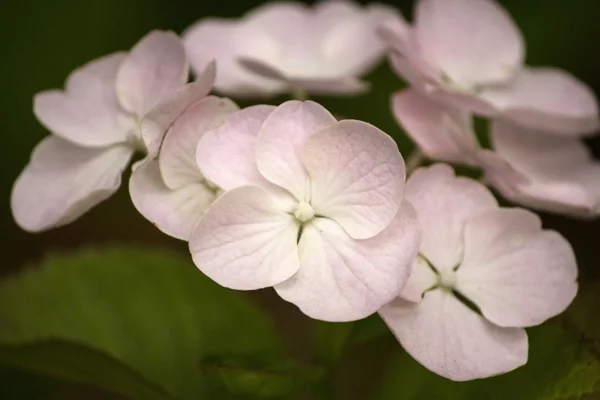 Ljus rosa hydrangea blomman — Stockfoto