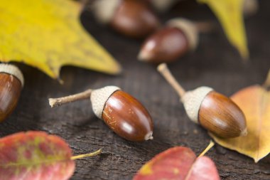 Meşe palamutları ve sonbahar yaprakları