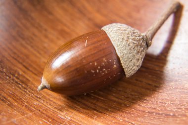 Meşe palamudu bir ahşap plaka