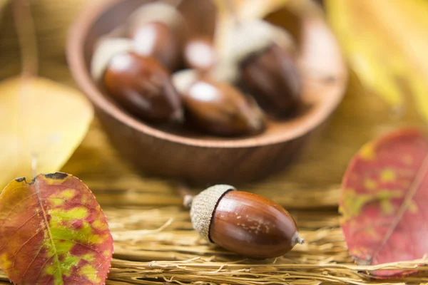 Acorns en Herfstbladeren — Stockfoto