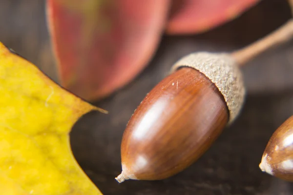 Acorn en Herfstbladeren — Stockfoto