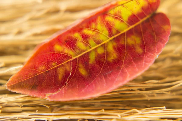 Rode herfstblad — Stockfoto