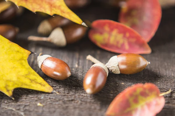 Acorns en Herfstbladeren — Stockfoto