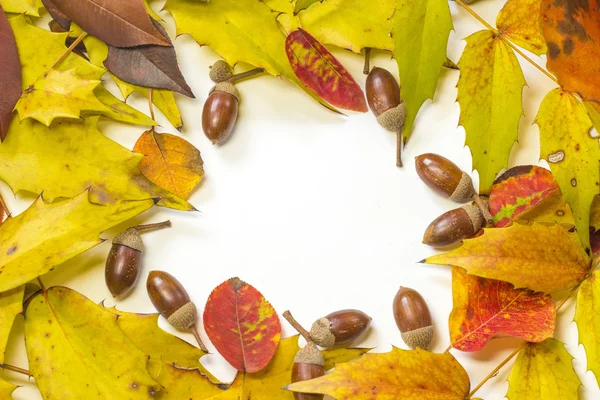 Acorn en herfst blad frame in cirkel — Stockfoto