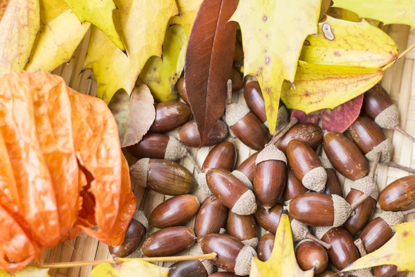 Acornes, feuilles d'automne et lanterne chinoise — Photo