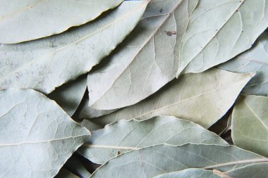 Dry herb bayleaf, Laurier background image