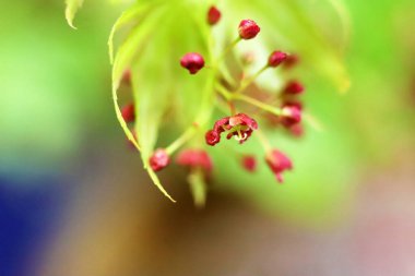 Yeşil yapraklı Japon akçaağacı ve küçük kırmızı çiçekler, yakın plan fotoğraf.
