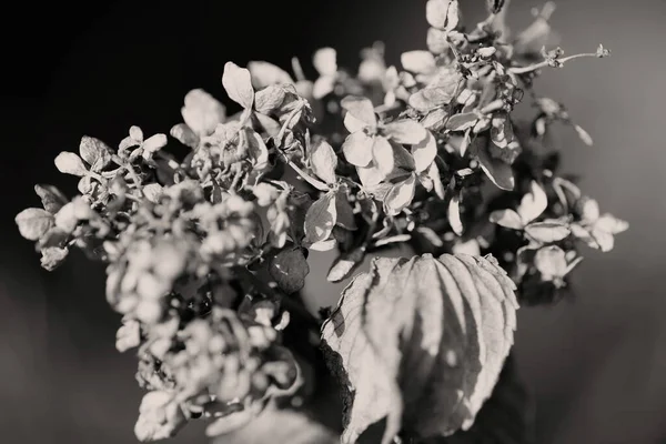 アジサイの花はセピア色の美しい形をしています — ストック写真