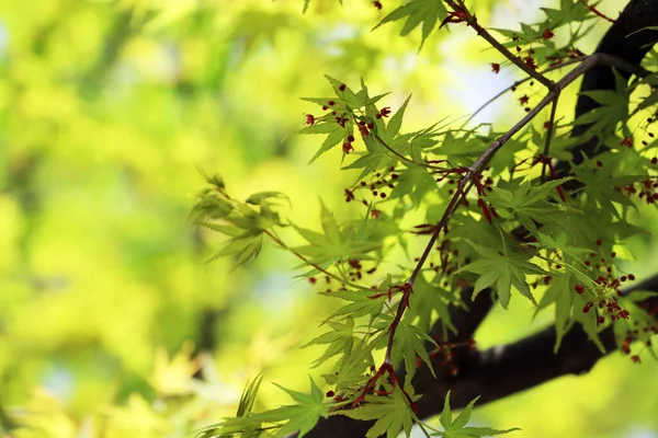 Japanese maple with green new leaves and tiny red flowers