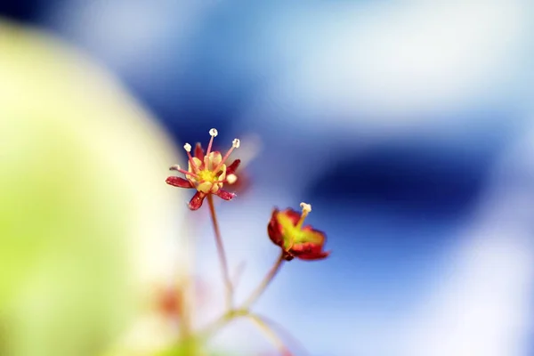 Маленькие Красные Цветы Японского Клена Крупным Планом Фото — стоковое фото