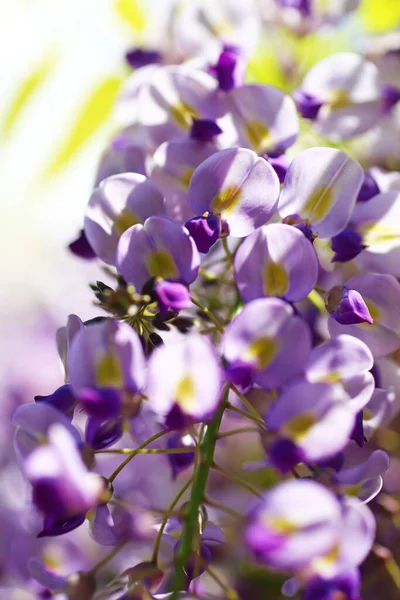 Zbliżenie Zdjęcie Pięknych Purpurowych Kwiatów Wisterii Parku Wiosną — Zdjęcie stockowe