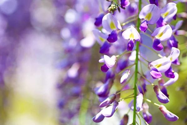 Zbliżenie Zdjęcie Pięknych Purpurowych Kwiatów Wisterii Parku Wiosną — Zdjęcie stockowe