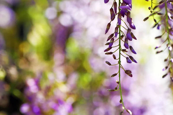 Piękny Fioletowy Wisteria Kwitnie Parku Wiosną — Zdjęcie stockowe