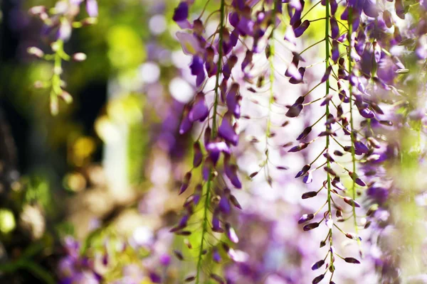 Prachtige Paarse Wisteria Bloeit Het Voorjaar Het Park — Stockfoto