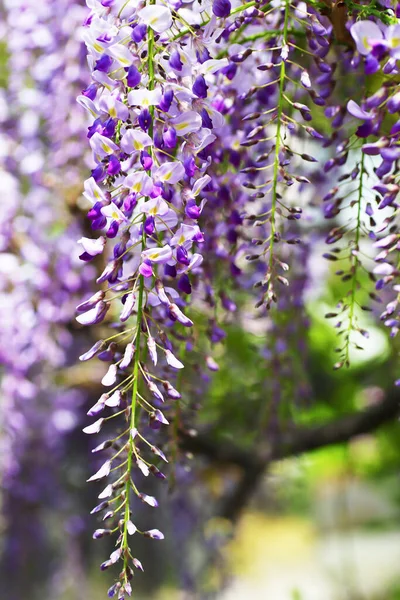 Bellissimi Fiori Glicine Viola Parco Primavera — Foto Stock