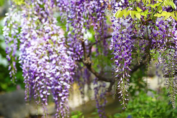 Piękny Fioletowy Wisteria Kwitnie Parku Wiosną — Zdjęcie stockowe