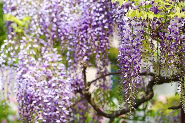 Весной Парке Расцветает Прекрасная Фиолетовая Вистерия — стоковое фото