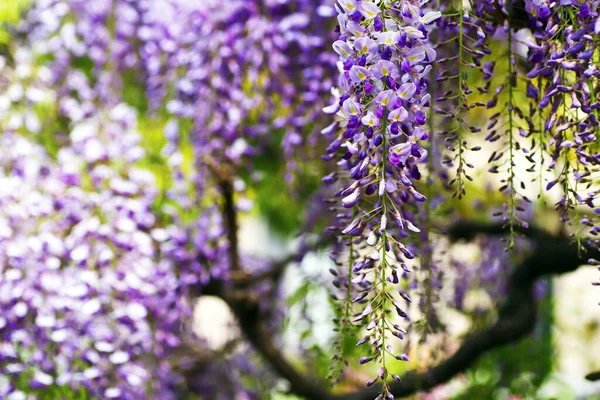 Prachtige Paarse Wisteria Bloeit Het Voorjaar Het Park — Stockfoto