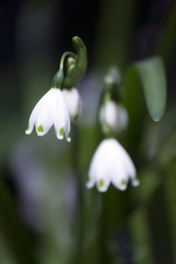 Çiçek - kar tanesi