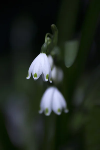 Flower - Snowflake — Stock Photo, Image