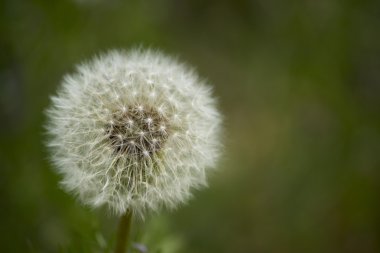 karahindiba kabartmak