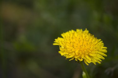 Karahindiba.