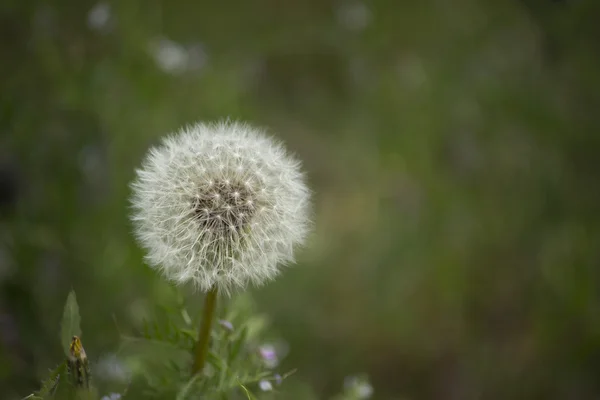 Paardebloem pluis — Stockfoto