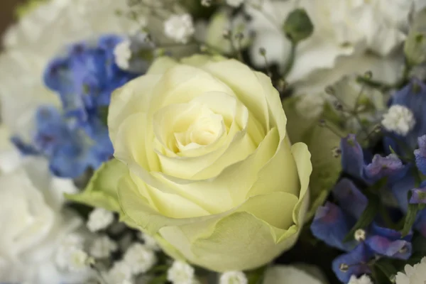Bouquet de fleurs blanches et bleues — Photo