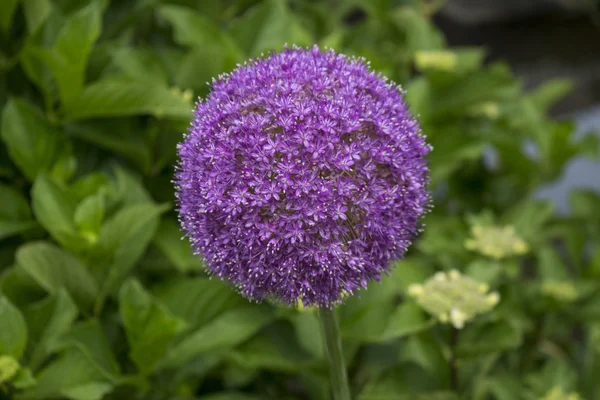 Kwiat, Allium — Zdjęcie stockowe