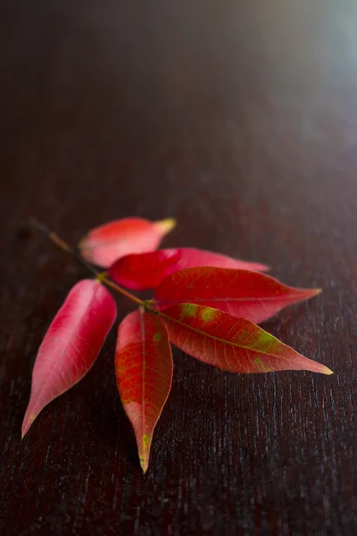 Red leaves on the wooden tray — Stockfoto
