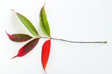 Renkli sonbahar yaprakları