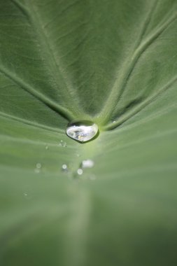 yaprak yağmur damlaları