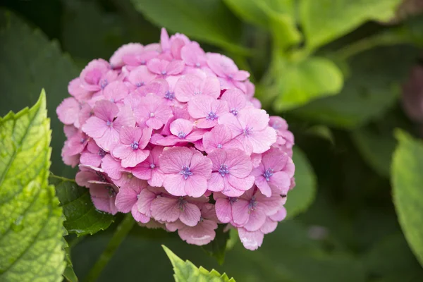 Hydrangea blomman — Stockfoto