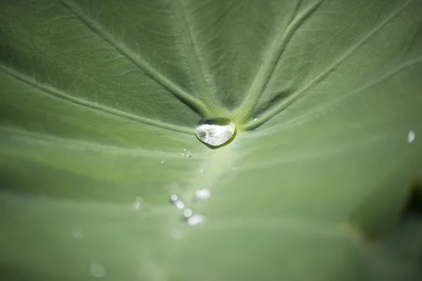 Des gouttes de pluie sur la feuille — Photo