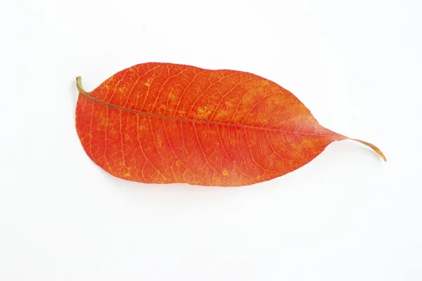 Orange autum leaf — Stockfoto