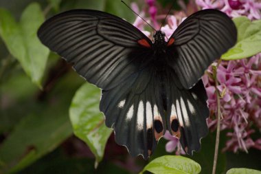 Siyah swallowtail kelebek çiçek nektarı emme
