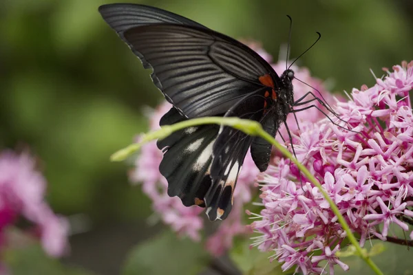 Borboleta de rabo de andorinha preta sugando néctar de flores — Fotografia de Stock