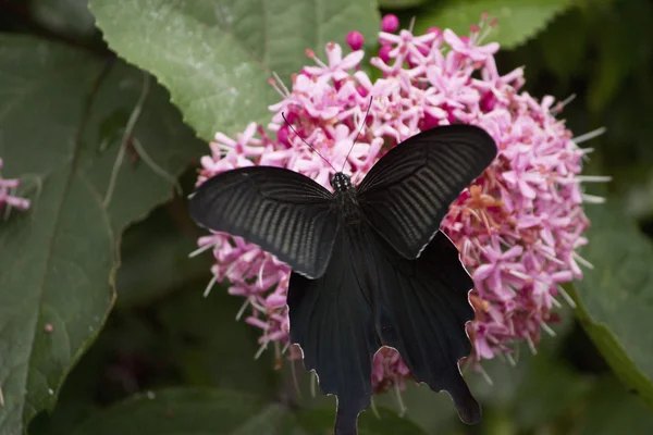 Черная ласточка-бабочка сосёт нектар из цветов — стоковое фото