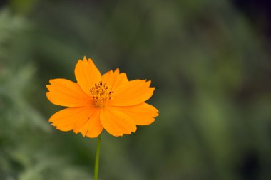 Orenage evren çiçek