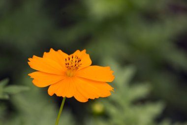 Orenage evren çiçek