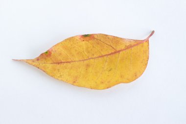 Sarı düşen yaprak