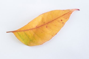 Portakal düşen yaprağı